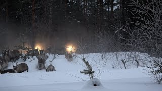 REINDEER HERDER LIFE RANGSJÖMON  SOLLEFTEÅGÅLSJÖBRUK [upl. by Inalawi560]