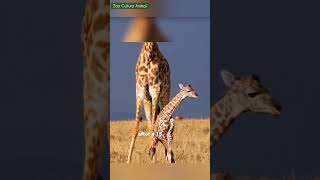 Animal birth  Giraffes calves fall from nearly 65 feet high at birth [upl. by Adnoryt]