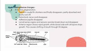 Retrogressive metamorphosis in Herdmania [upl. by Lledor937]