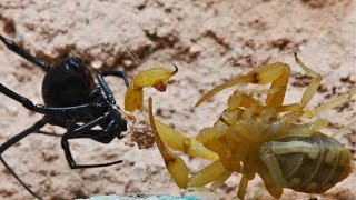 Black Widow Tangles Up And Bites Scorpion Warning May be disturbing to some viewers [upl. by Doowron]