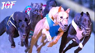 Irish Greyhound Championship The Ultimate Race [upl. by Stanway]