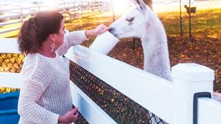 Sunset at White Fence Farm [upl. by Bernete]