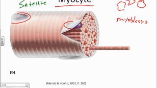 Muscle Muscle Tissue and the Sarcomerewmv [upl. by Shiverick]