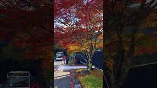 Autumn in Nikko travel autumn japantravelvlog [upl. by Kristoffer]