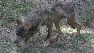 Loup ibérique  Iberian Wolf  Parc Zoologique De Paris [upl. by Pollyanna]