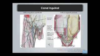 paroi de labdomen et region inguino femoral partie 3 [upl. by Yerak787]