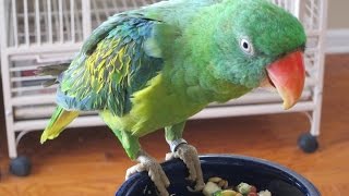 Breakfast time with Dixie and Savannah  Great Billed Parrots [upl. by Sally]