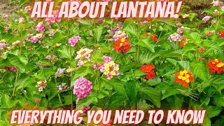 All About Lantana  A Comprehensive Review [upl. by Sauncho]