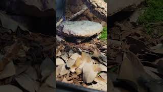 weighing my ball python ballpython reptiles snake nature wildlife snakevideo shorts 🐍🐍🐍 [upl. by Asiram]