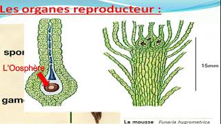 Biologie végétale les Bryophytes botanique [upl. by Rahel]