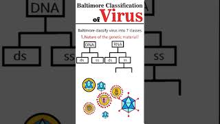 Baltimore Virus Classification Part 1 [upl. by Erialb]