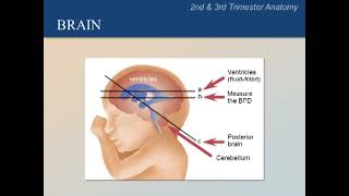 Ultrasound Training Course 05 part 1 [upl. by Leann]