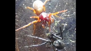 Black Widow Vs Woodlouse Spider DeathMatch [upl. by Ribble323]