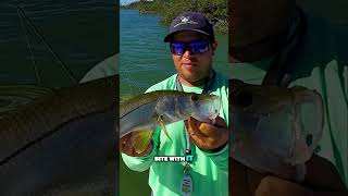 MaritimeExpeditions EPIC Backcountry FISHING in FL KEYS snook backcountry [upl. by Newcomb]