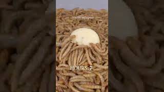 10 000 Mealworms vs Cheese [upl. by Lait478]