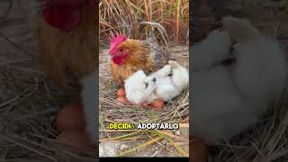 Gallina Adopta a un Perro [upl. by Fabrianne801]