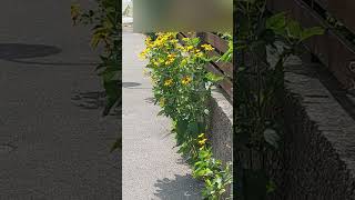 Natural Breakthru in Urban Life Heliopsis Helianthoides plants shorts [upl. by Owens]