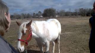 Equine ataxia shoulder adjustment [upl. by Aelanna823]