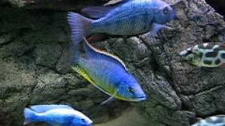 Malawi cichlids tank [upl. by Benedicto]