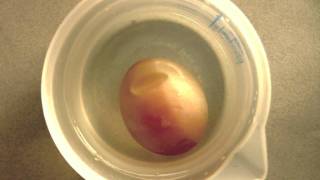 Osmosis demonstration with a raw egg [upl. by Gnad]