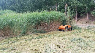 Black Shark 800  Remote Control Slope Mower Rubber Track RC Robot Grass Cutting Machine [upl. by Eluk]