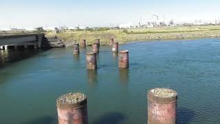 Greatham Creek amp Seal Sands Hartlepool  1282022 Harbour or grey seals [upl. by Cheshire161]