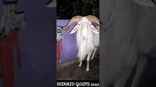 Chennai Bakrid goat amp sheep market  Retteri Shorts [upl. by Remat]