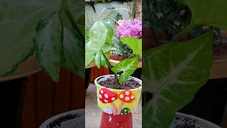 Diy cute planter l planting singonium l garden gardening plants flowers green art [upl. by Annohsak958]