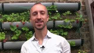 Feeding Your Plants for Free  How to Make Fertilizer for Your Vegetable Garden [upl. by Arabrab]