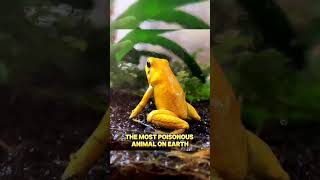 Which is the most poisonous frog in the world facts interestingfacts shorts [upl. by Rania]