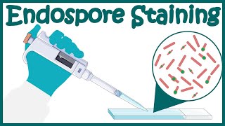 Endospore staining  Endospore stain procedure  Moeller and SchaefferFulton Methods [upl. by Aillicirp971]