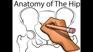 Hip Joint  Part 4  Normal Anatomy  Anterior and Posterior Columns of the Acetabulum [upl. by Namrej]