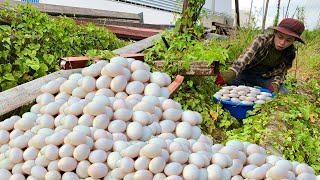 Wow wow amazing a woman picks up a lot of duck eggs at the waters edge after the rain [upl. by Farnham]