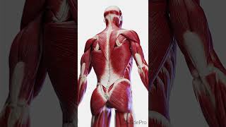 Dive Deep into the Backs Core Exploring Deep Muscles [upl. by Gerkman]