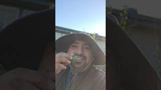 Richmond California FRUIT PICKING With Francisco Meza fruit fruitcutting garden shorts [upl. by Albert]