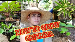 How to Grow and Maintain Gmelina Seedlings  Trees [upl. by Rodnas]