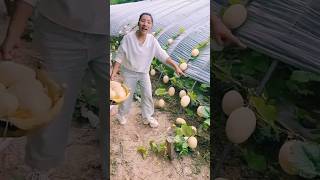 आखिर खरबूजे फार्म में कैसे पैदा होते हैं।। shorts youtubeshorts fruit fruits farming farm [upl. by Secor]