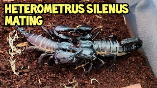 Heterometrus silenus mating attempt [upl. by Ten369]