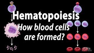 What Causes Red Blood Cells to Stick Together rouleau  Live Blood Analysis Training Course [upl. by Adnof]