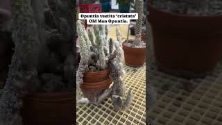 Old Man Opuntia  Long Spine Cactus  Austrocylindropuntia vestita ‘cristata’ plants succlent fy [upl. by Elset360]