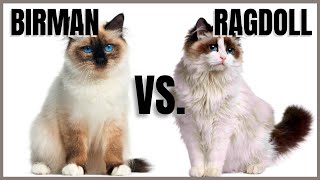 Birman Cat VS Ragdoll Cat [upl. by Noy]