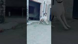 amazing dog dog yt [upl. by Nicholas]