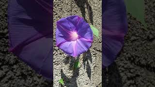 Common Morning Glory Ipomoea purpurea [upl. by Nnarefinnej64]