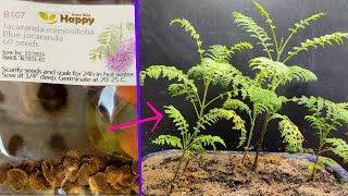 Growing JACARANDA Bonsai Forest from Seeds  114 Days Time Lapse [upl. by Barnaba]