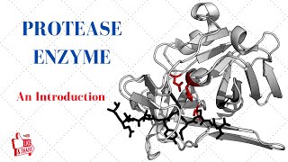 PROTEASE ENZYME An Introduction [upl. by Eillor]