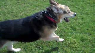 Cairo Running in Harris Hill Park  Penfield NY  Great Dog Video  Circa 2010 [upl. by Durwyn]