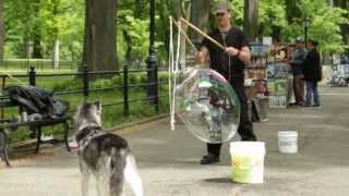 Mishka the Talking Husky in Central Park NYC [upl. by Nosnek]