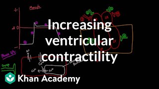 Increasing ventricular contractility  inotropic effect  NCLEXRN  Khan Academy [upl. by Vasilis]