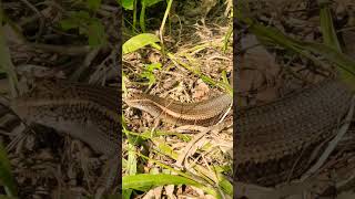 Keeled Indian Mabuya Eutropis carinata shorts [upl. by Anuayek]