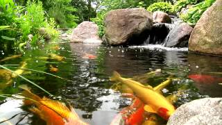 York Lancaster Harrisburg PA Backyard Koi Fish Ponds Waterfalls and Fountains [upl. by Hakim236]